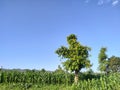 Beautiful Scenery: Green Corn Filed with Tree; Agroforestry System