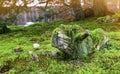 Beautiful scenery green fresh fern and moss on rock in botanic garden with orange flare