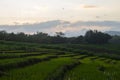 Beautiful scenery of green paddy field in the countryside during sunset Royalty Free Stock Photo