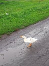 Cute gosling in the puddle of water Royalty Free Stock Photo