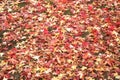 beautiful scenery of ground covered with fall season colorful leaves Royalty Free Stock Photo