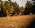 Beautiful scenery of a group of deer running in the forest in a sunny day, wildlife in Sweden