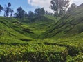 Beautiful Scenery of hilly Tea estate in Munnar Hill Station, Kerala, India. Green all over with trees and sky. Royalty Free Stock Photo