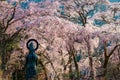 Beautiful scenery of huge weeping cherry trees Sakura bathed in warm sunlight, with a Buddha statue