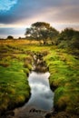 Beautiful scenery of irish landscape and small river that leads to the lonely tree in the green field Royalty Free Stock Photo