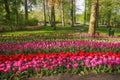 Beautiful scenery in Keukenhof royal flower garden in the Netherlands with beautiful flowerbeds and no people