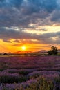 Beautiful scenery of lavender plantation on Evros Greece, cloudy sky on sunset colors Royalty Free Stock Photo