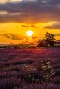 Beautiful scenery of lavender plantation on Evros Greece, cloudy sky on sunset colors Royalty Free Stock Photo