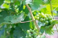 Beautiful scenery of many bunches of green grapes under sunlight planted in winery valley for making luxury wine shops Royalty Free Stock Photo