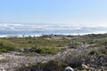 Beautiful scenery with many white herons on the beach near Cape of Good Hoe in cape Town, South Africa