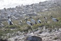 Beautiful scenery with many white herons on the beach near Cape of Good Hoe in cape Town, South Africa