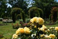 Clusters of beautiful, delicate yellow garden roses.