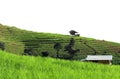 Beautiful scenery of Pa Bong Piang rice terraces. Rice fields on a hill with view of mount on white background. Royalty Free Stock Photo