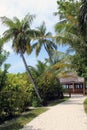 Beautiful scenery of palms sandy path background wallpaper of Maldives island