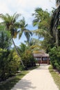 Beautiful scenery of palms sandy path background wallpaper of Maldives island