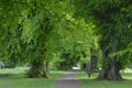 Beautiful scenery in a park of a pathway under the shade with bench on the side Royalty Free Stock Photo