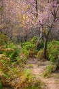 The beautiful scenery of pathway in cherry blossom forest Royalty Free Stock Photo