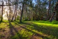 The beautiful scenery of Pine trees forest backlighted by golden sunlight before sunset with sun rays pouring through trees,