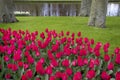 Beautiful scenery with pink tulips