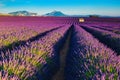 Beautiful scenery with purple lavender plantations, Valensole, Provence, France Royalty Free Stock Photo