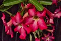 The red adenium flower.