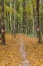 Beautiful scenery of red heart shaped marks on the trees by the thin forest path Royalty Free Stock Photo