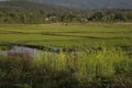 Beautiful scenery of Rice feild in Kengtung, Chan state, Myanmar.