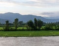 Beautiful scenery of rice green fields in the evening