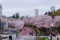 Beautiful scenery of Sakura Matsuri Festival in Roppongi Royalty Free Stock Photo