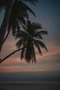 Beautiful scenery of the sandy beach of Moorea island during a cloudy sunset in French Polynesia