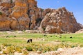 Beautiful Scenery Scenic View a Herd of Bedouin`s Goats in a Prairie of Little Petra in Wadi Musa, Jordan Royalty Free Stock Photo