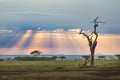 Beautiful scenery of Serengeti landscape with blue and orange sunset with rays of the sun