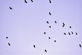 Beautiful scenery of a silhouette flock of birds flyi=ying on the gray sky