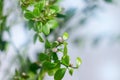 Beautiful scenery, a sprig of citrus plants Microcitrus Australasica, the Australian finger lime, with young pink flower buds and Royalty Free Stock Photo