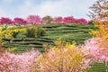 A tea garden full of cherry blossoms in spring