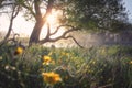 Beautiful scenery. Summer. Tree on meadow wirh yellow flowers. Sunshine lightes in branches