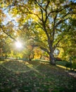 Beautiful scenery of sunburst through autumn tree Wanaka in New Zealand Royalty Free Stock Photo