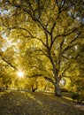 Beautiful scenery of sunburst through autumn tree Wanaka in New Zealand Royalty Free Stock Photo