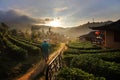 sunrise at Chinese village among Tea Plantation