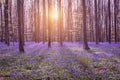 Beautiful spring forest with bluebells. Early morning in the forest. Royalty Free Stock Photo