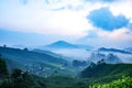 Beautiful scenery at tea farm during sunrise located at Cameron Highland, Malaysia