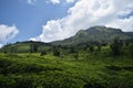 Beautiful scenery ungaran montain at the tea garden