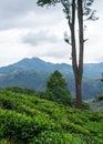 Beautiful scenery of tea plantations with mountains in the background Royalty Free Stock Photo