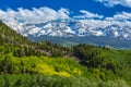 Aspen trees in high mountains in Telluride, Colorado, in summer Royalty Free Stock Photo