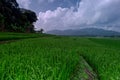 Beautiful scenery in the terraced rice fields