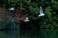 Beautiful scenery of three seagulls flying over the lake surrounded by green trees Royalty Free Stock Photo