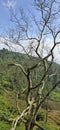 Beautiful scenery on top of hill, green view and blue sky with clouds, location at puncak pass, bogor, indonesia