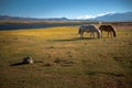The Beautiful Scenery: Travelling in Tibet Royalty Free Stock Photo