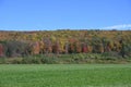 Beautiful scenery of a tree forest with colorful autumn leaves near the green grassy field Royalty Free Stock Photo