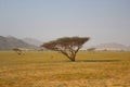 Elba protectorate Beautiful scenery of trees with mountain background in the south of Egypt